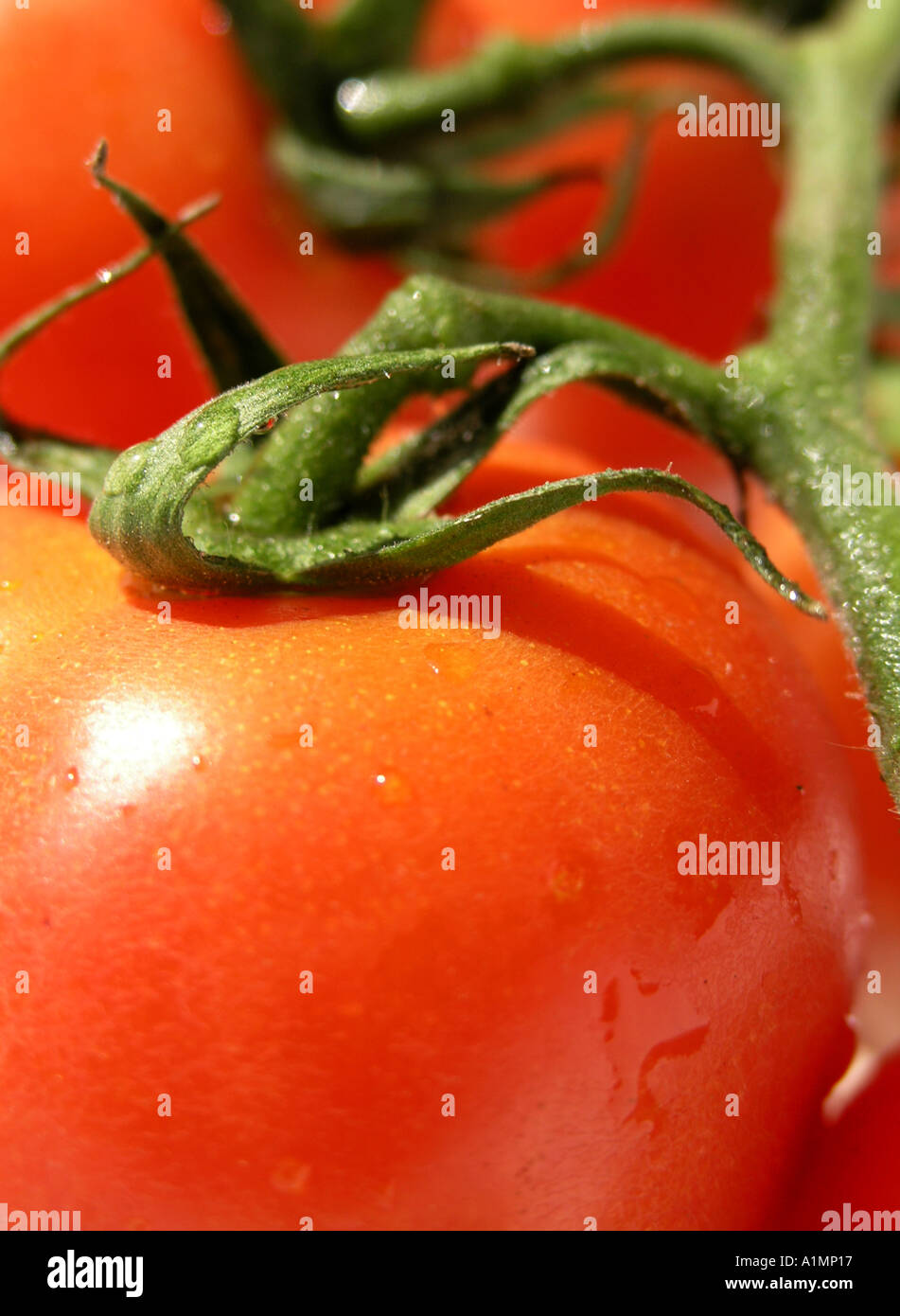 Pomodori organici sulla vite Foto Stock