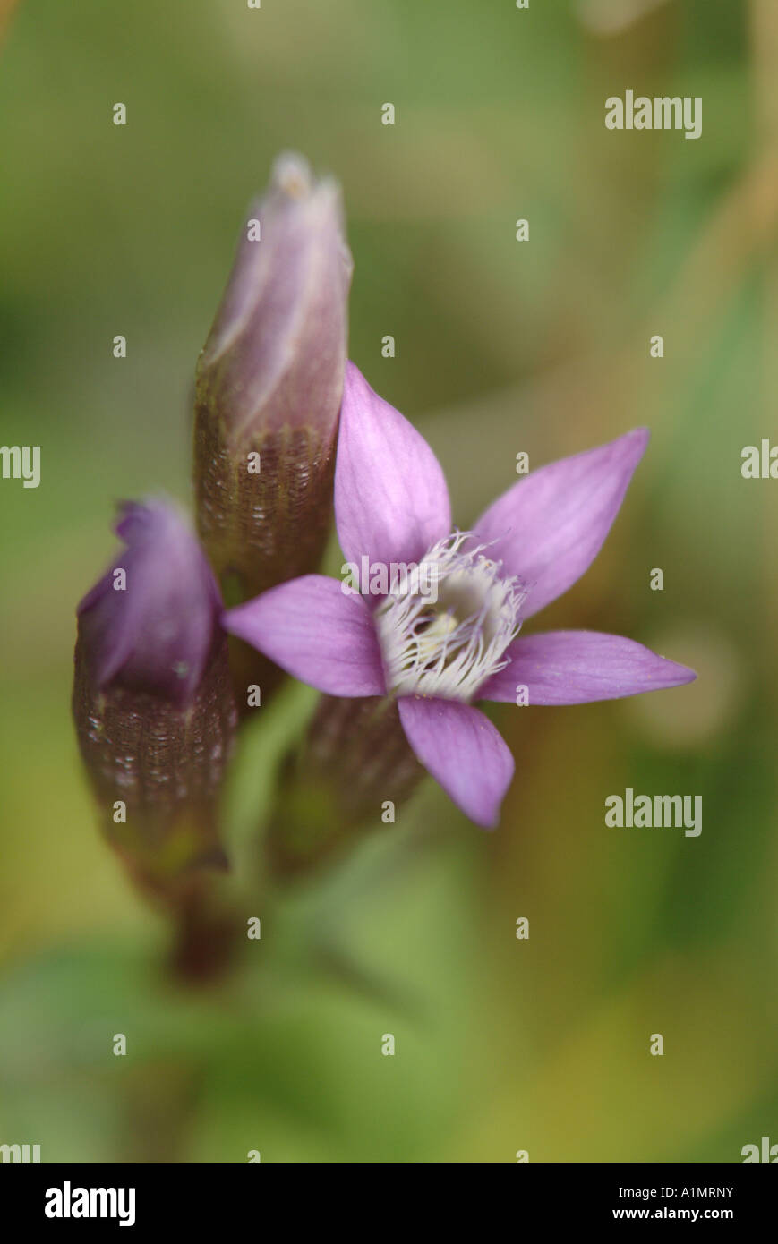 Chiltern genziana (Gentianella germanica) Foto Stock