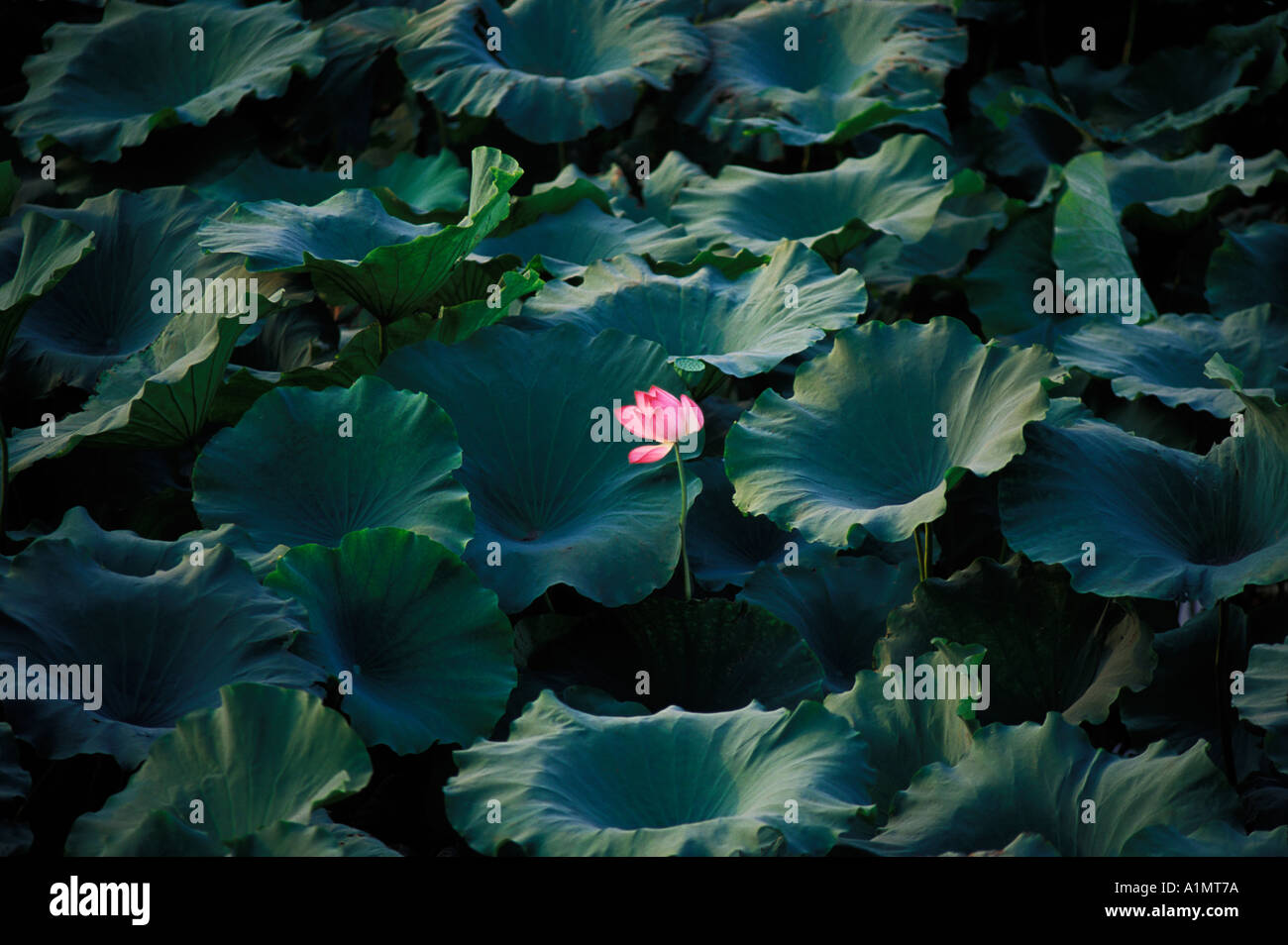 Fiore di loto in Cina Foto Stock