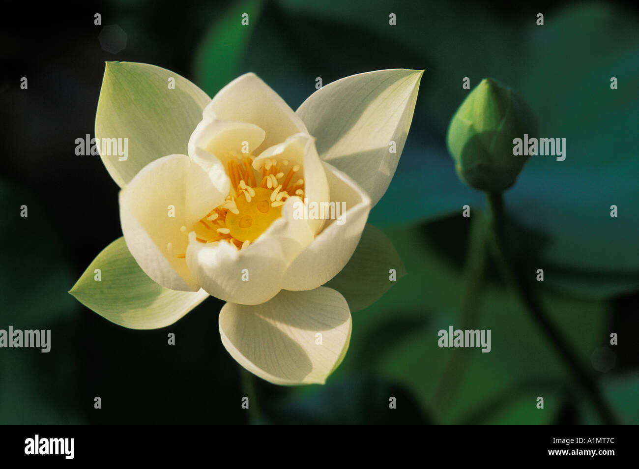 Fiore di loto in Cina Foto Stock