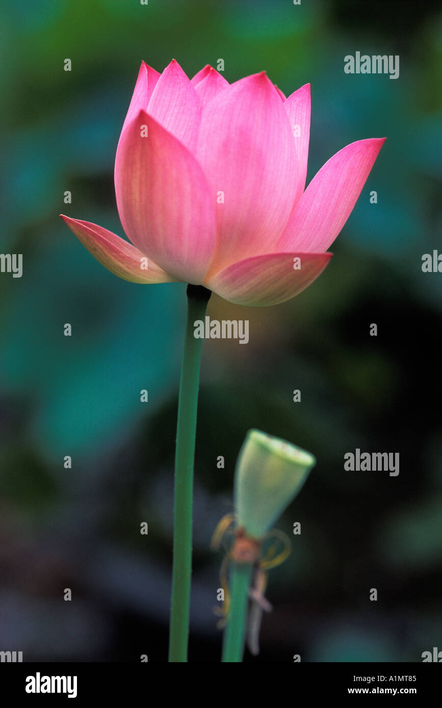 Fiore di loto in Cina Foto Stock