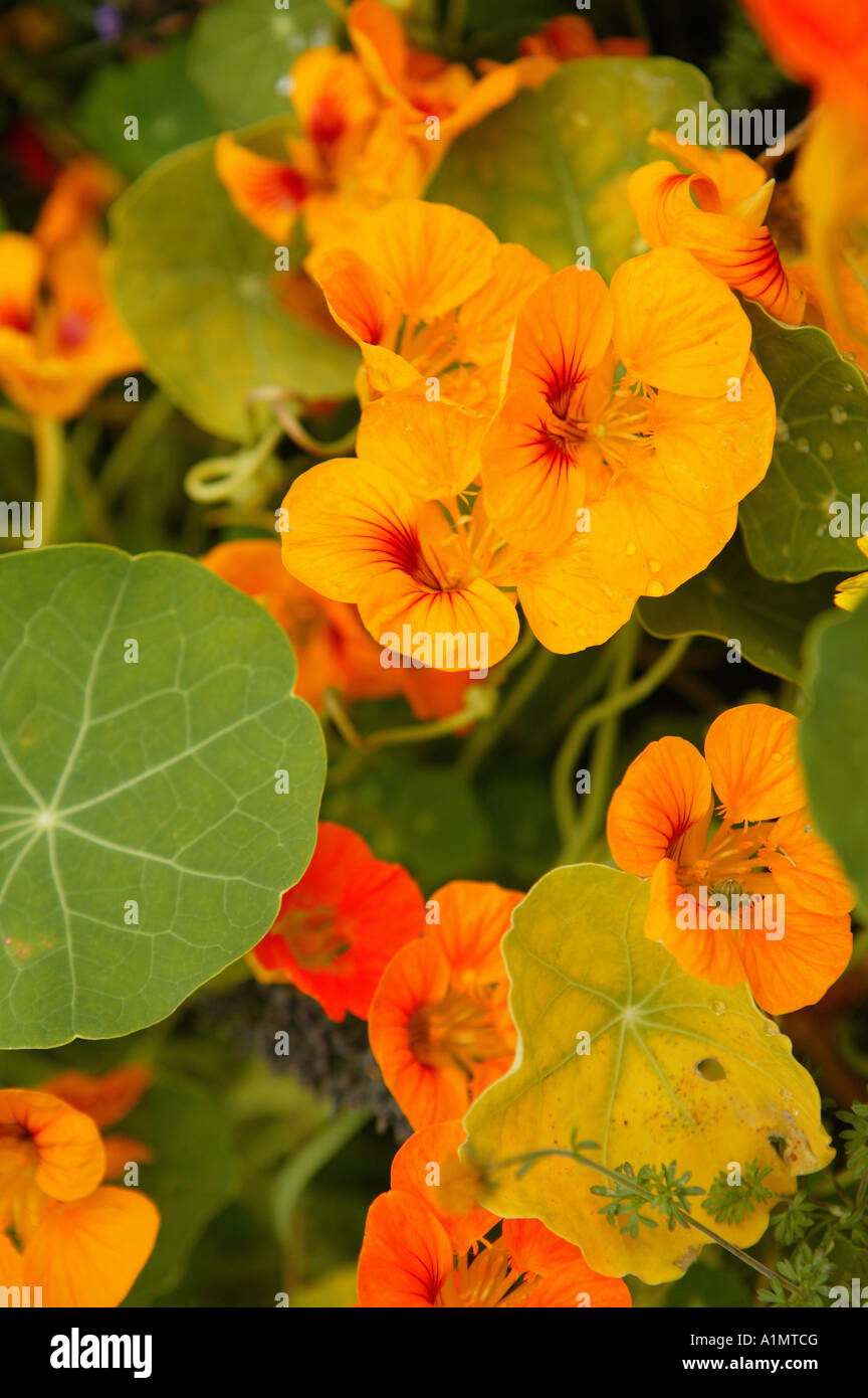 Fiori, piante, sfondo, texture, botanic, biologia Foto Stock