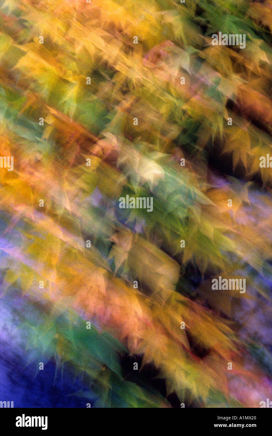 Foglie di autunno, Kew Gardens, London REGNO UNITO Foto Stock