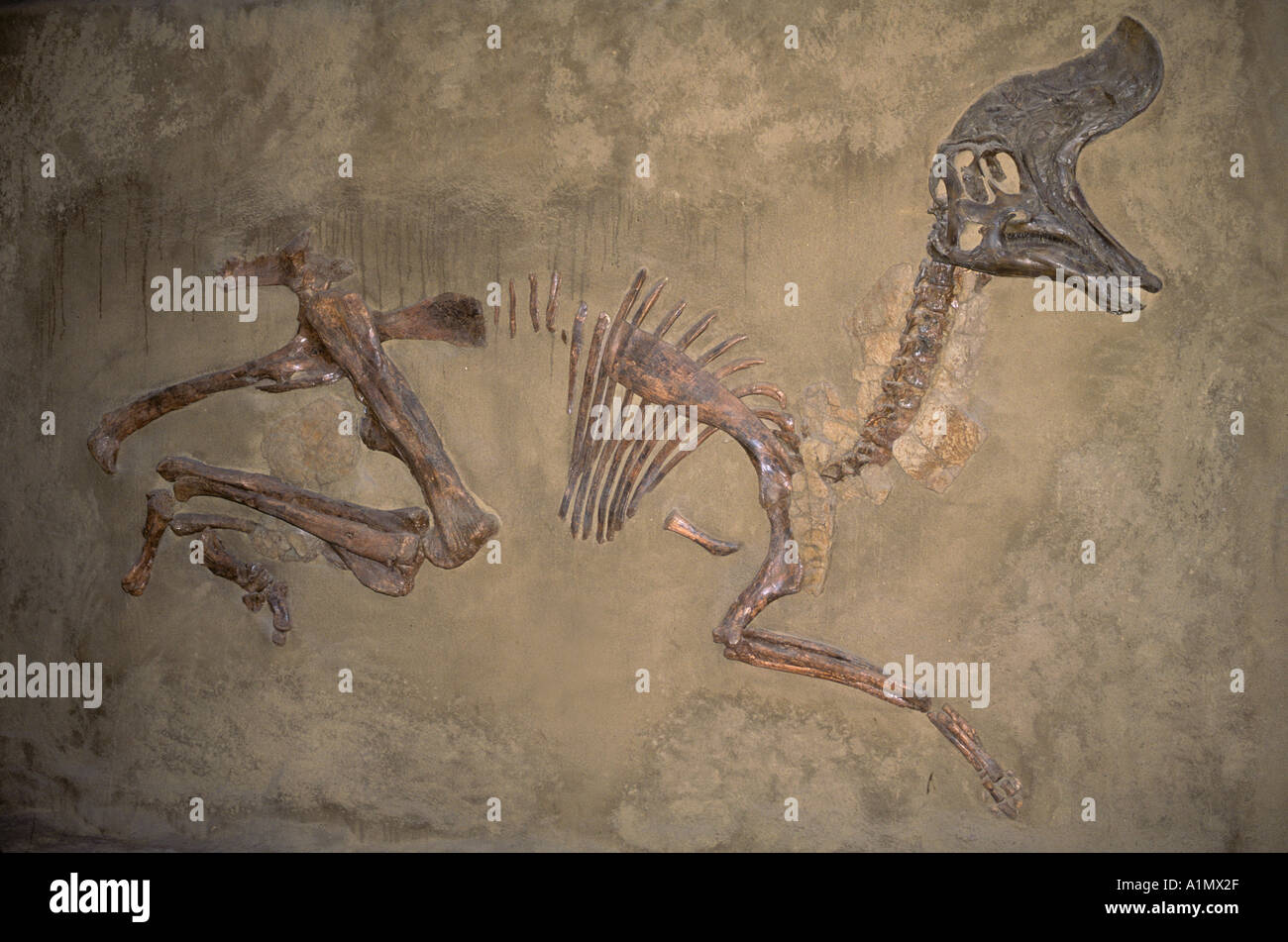 Fossile di dinosauro di (Cretaceo Lambeosaurus) Royal Tyrell Museum Drumheller Alberta Canada Foto Stock