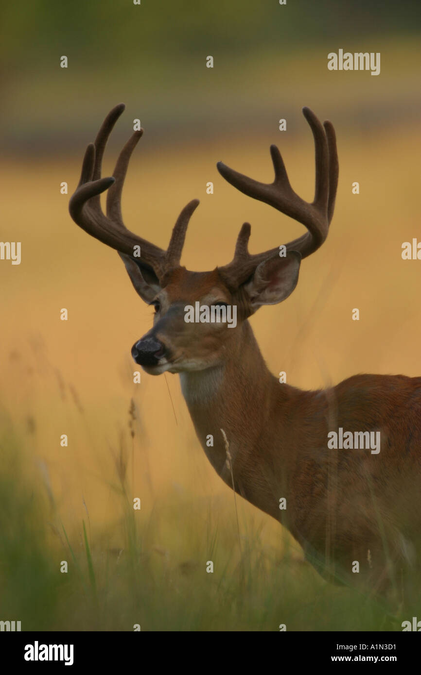 Culbianco deer buck è spesso riscontrato in o intorno ai campi di boschi e terreni agricoli le nazioni più popolare gioco animale solleva o bandiere esso s coda bianca se allarmato o in risposta a situazioni di pericolo che esso s nome Foto Stock