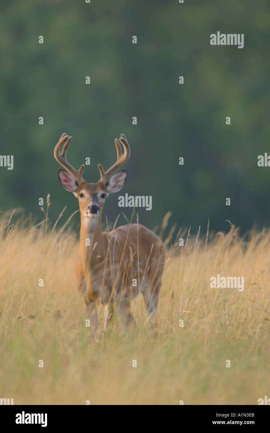 Culbianco deer buck è spesso riscontrato in o intorno ai campi di boschi e terreni agricoli le nazioni più popolare gioco animale solleva o bandiere esso s coda bianca se allarmato o in risposta a situazioni di pericolo che esso s nome Foto Stock