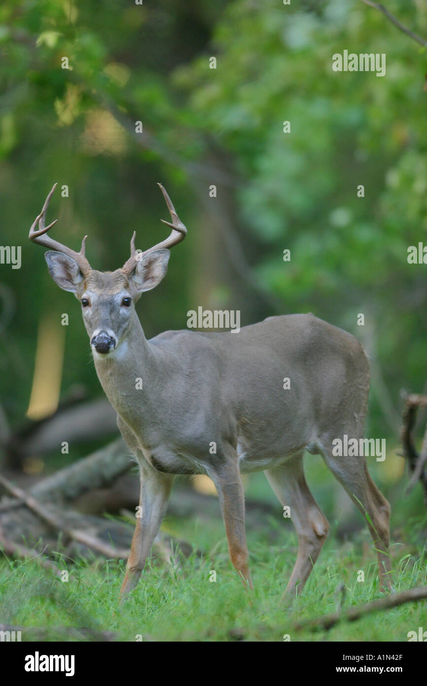 Culbianco deer buck è spesso riscontrato in o intorno ai campi di boschi e terreni agricoli le nazioni più popolare gioco animale solleva o bandiere esso s coda bianca se allarmato o in risposta a situazioni di pericolo che esso s nome Foto Stock