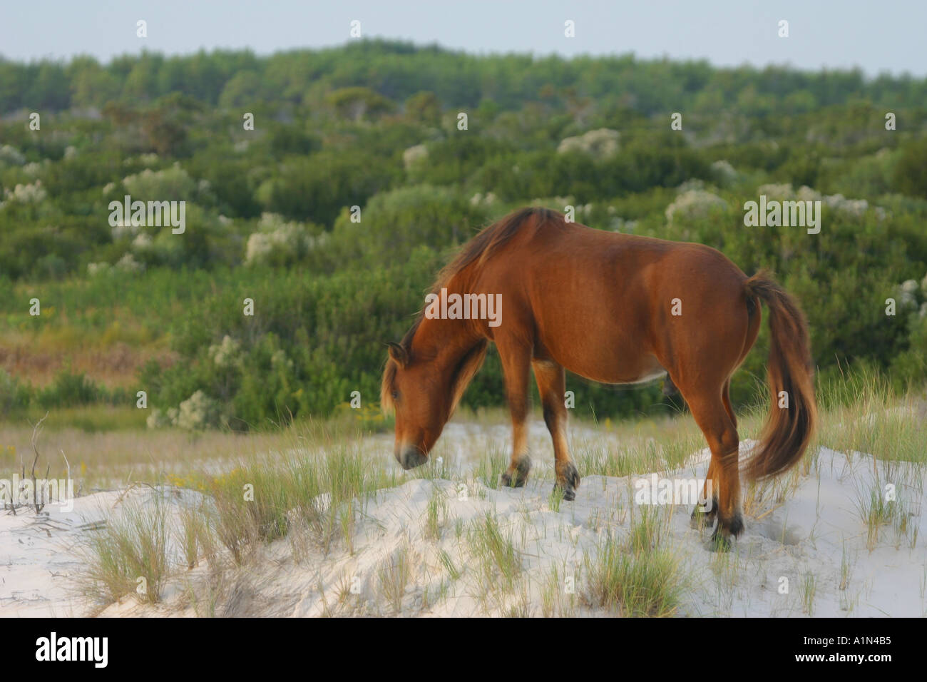 Assateague Island in Maryland e s la metà meridionale chincoteague island in Virginia è un isola barriera sulla costa atlantica che è la casa di molti popolari parchi e un National Wildlife Refuge è il più ben noto per i pony selvatici Foto Stock