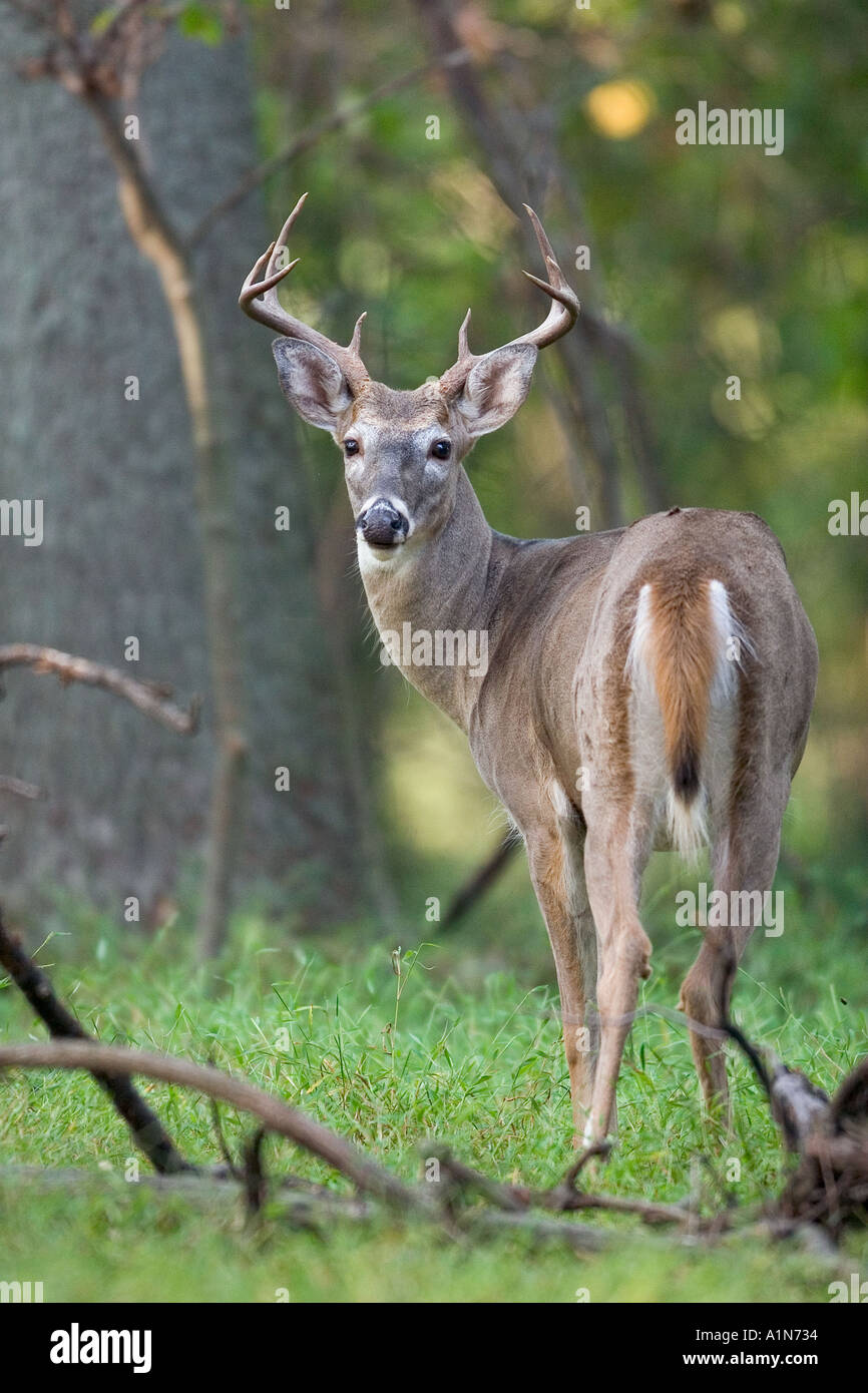 Culbianco deer buck è spesso riscontrato in o intorno ai campi di boschi e terreni agricoli le nazioni più popolare gioco animale solleva o bandiere esso s coda bianca se allarmato o in risposta a situazioni di pericolo che esso s nome Foto Stock