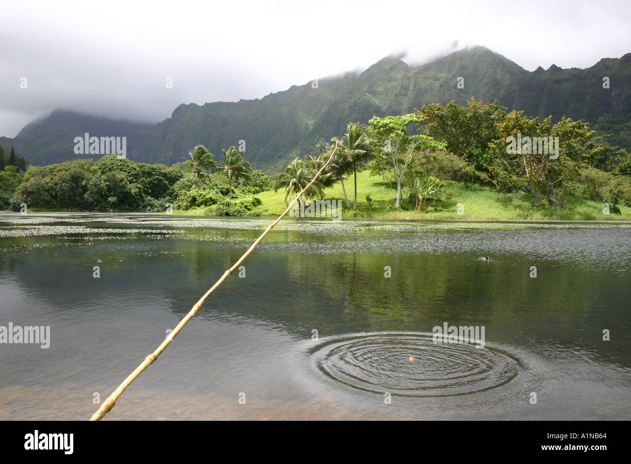 Pesca a mosca di bambù pole getta anelli concentrici nel lago su Oahu montagne Koolau in background Foto Stock