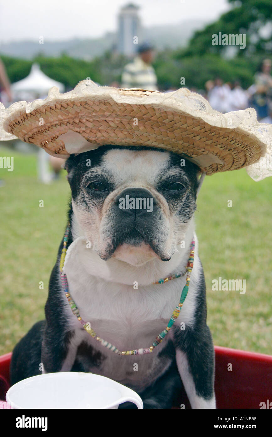 British bulldog vestito in abbigliamento formale e hat con tazzina Foto  stock - Alamy