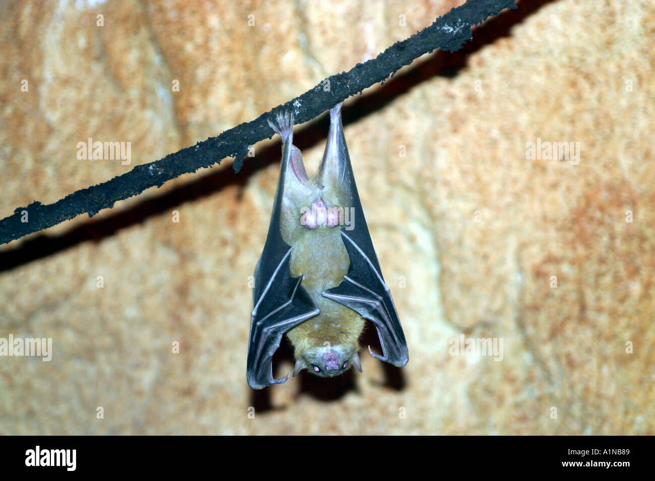 Bat maschio Nome Scientifico Chirotteri significato ala mano Galveston Texas Foto Stock