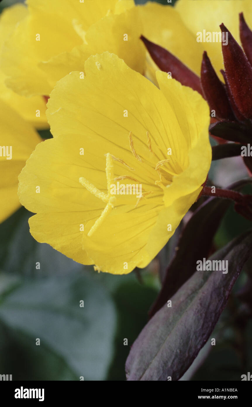 Oenothera fruticosa subsp. glauca. Evening Primerose, Sundrops. Foto Stock