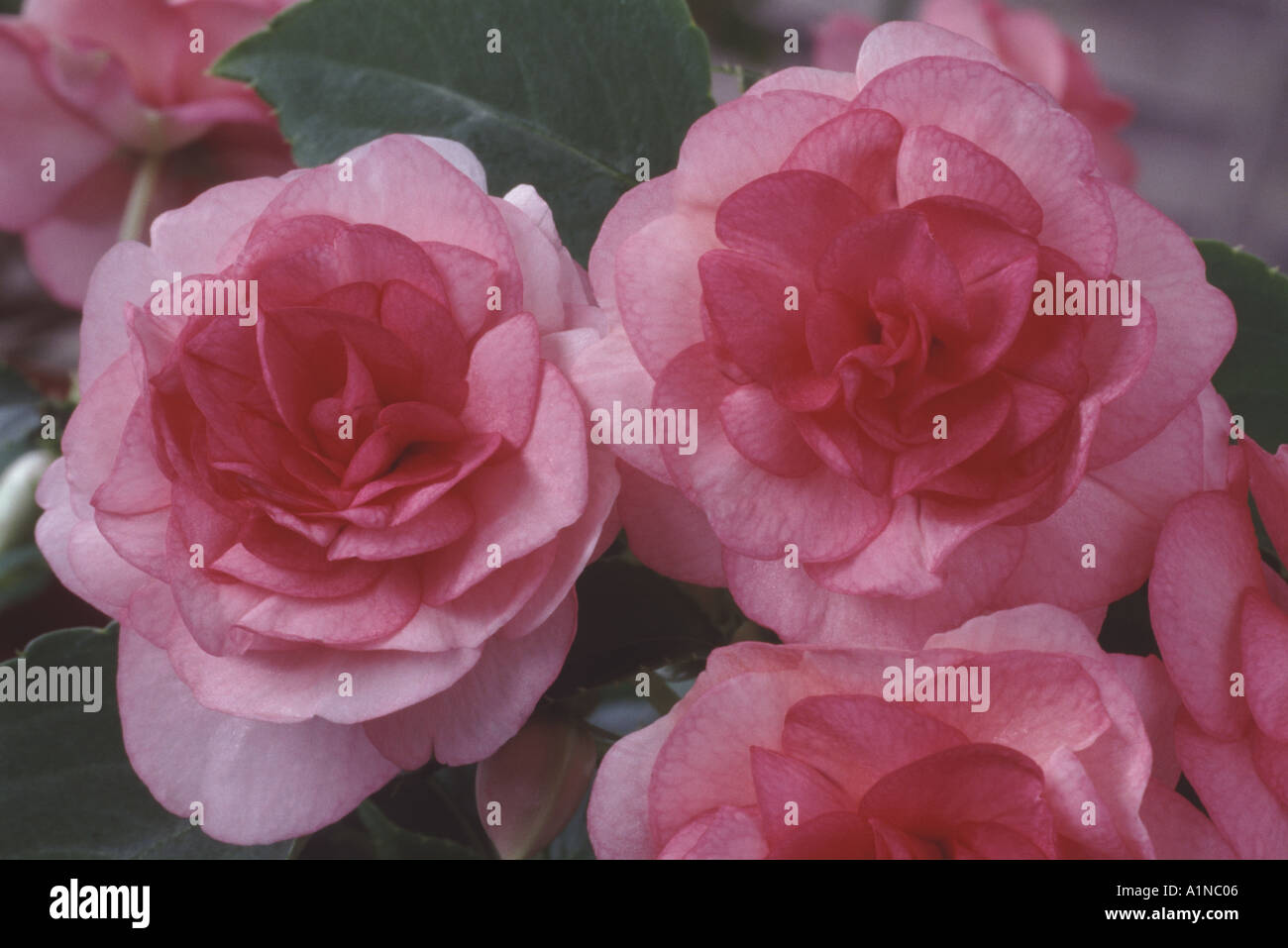 Impatiens "Fiesta volant rosa". Occupato lizzie, balsamo. Foto Stock