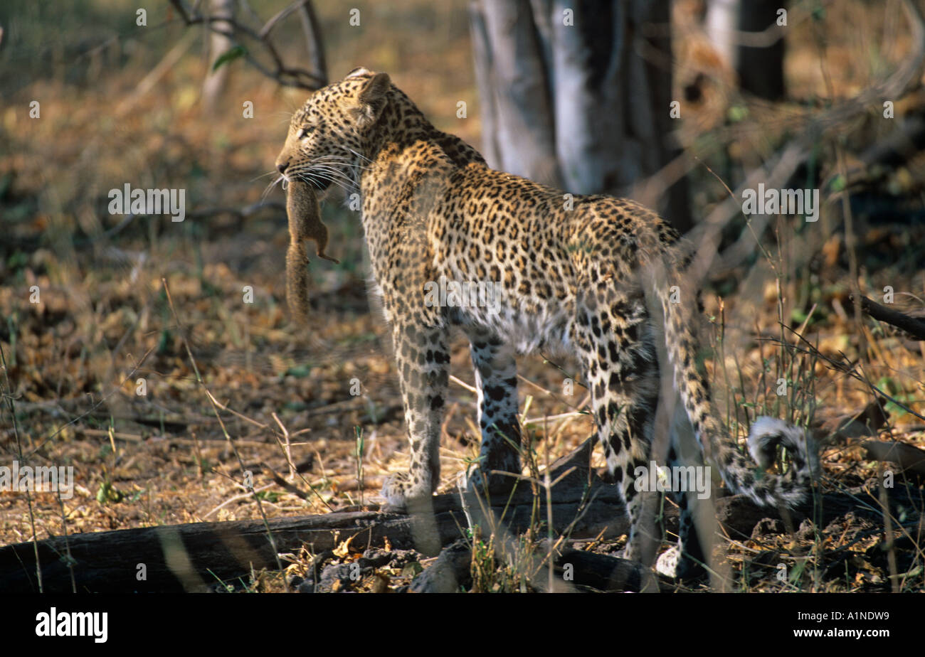 Leopard Pantherus pardus con lo scoiattolo preda Foto Stock