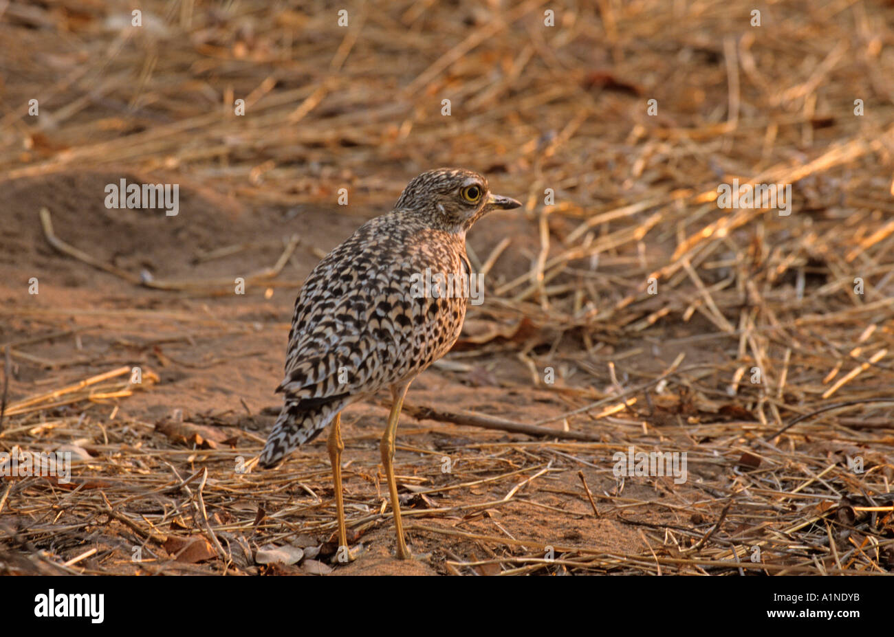 Avvistato Stone Curlew Burhinus capensis Foto Stock