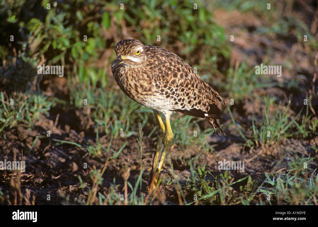 Avvistato Stone Curlew Burhinus capensis Foto Stock