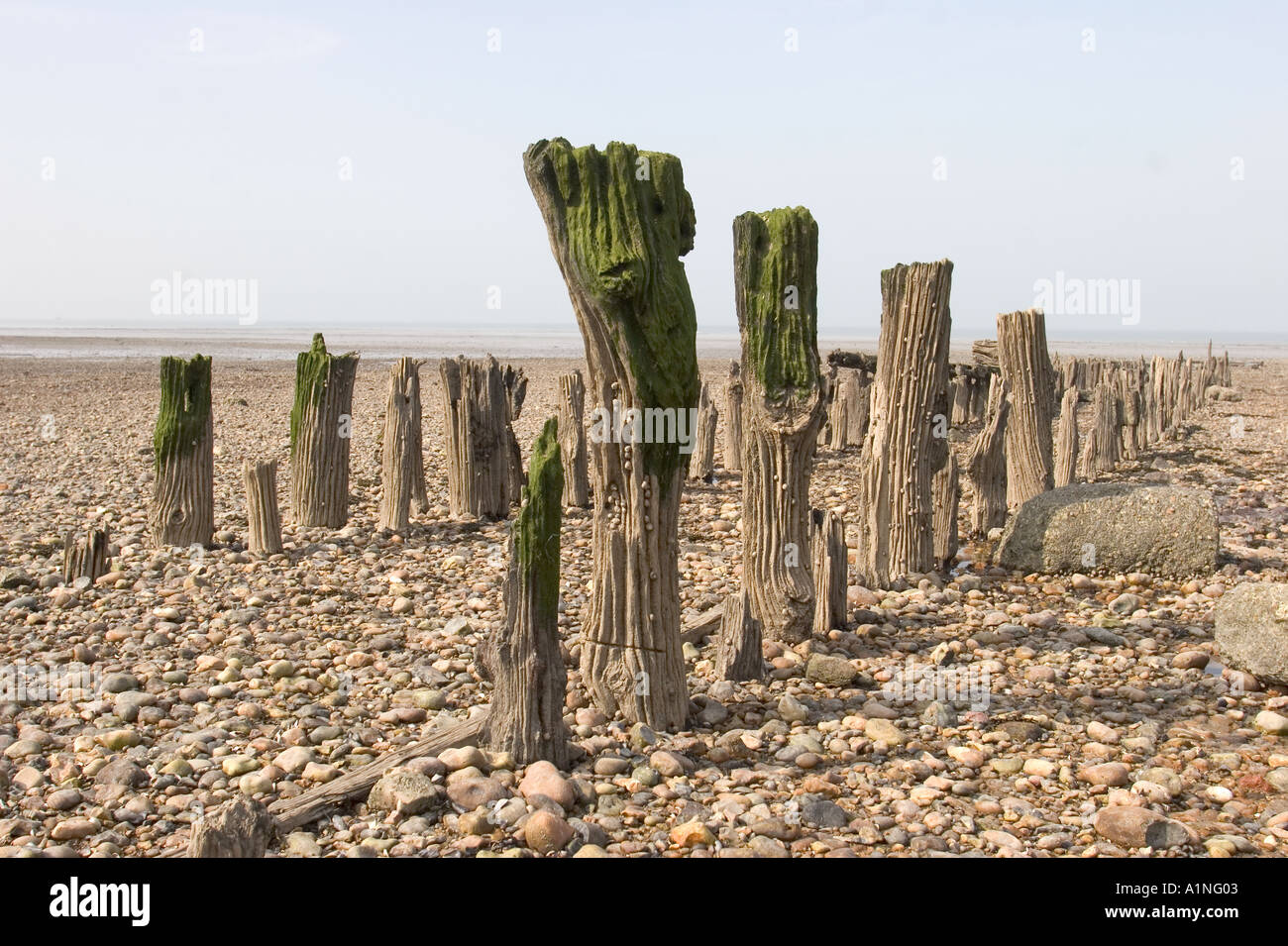 Erosi o frangiflutti Groyne Spiaggia Whitstable Kent England Regno Unito Foto Stock