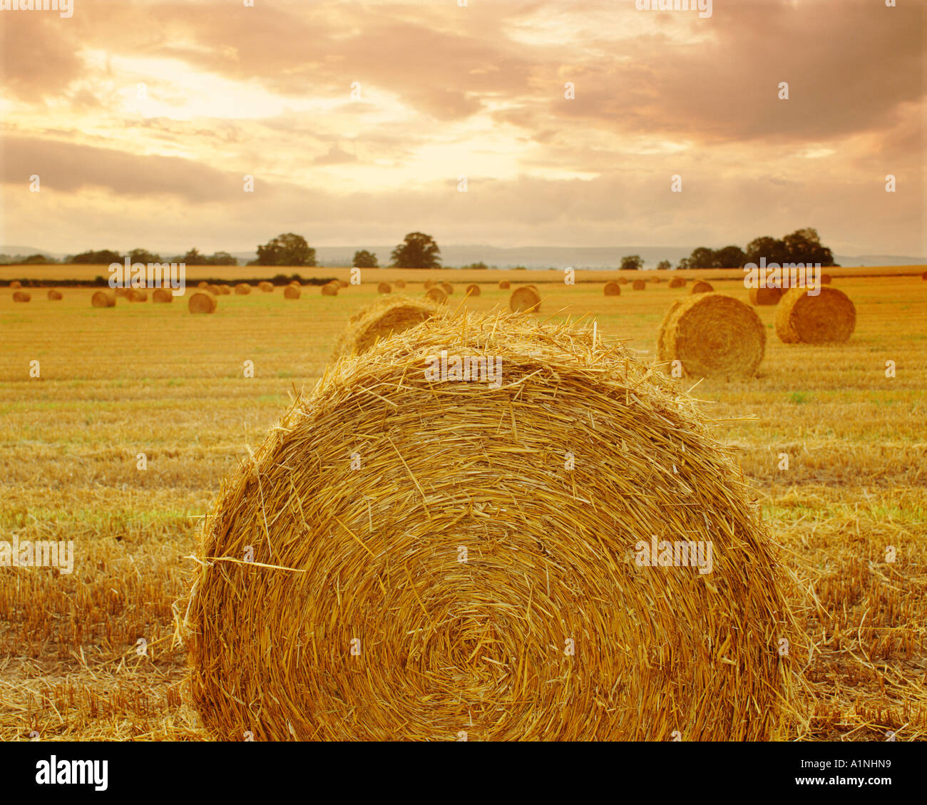 GB HEREFORDSHIRE STOCKTON VICINO A LEOMINSTER balla di fieno Foto Stock