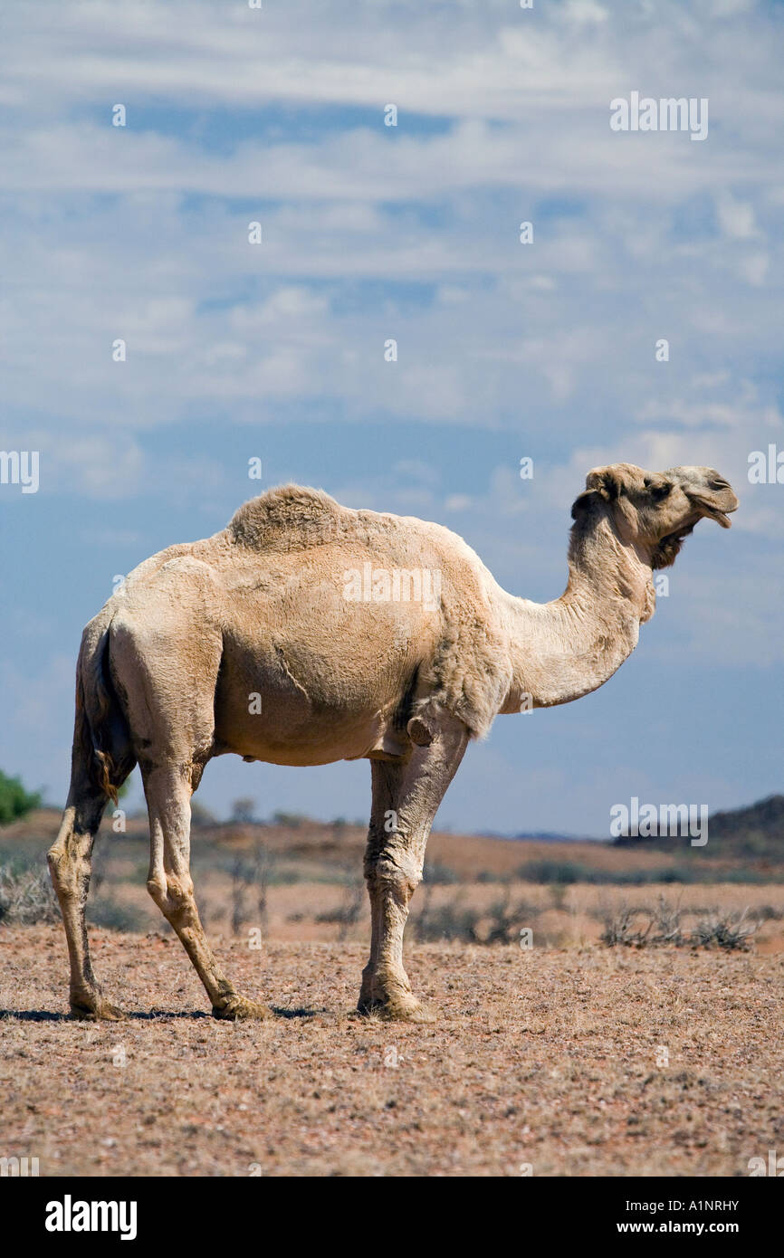 Cammello vicino a Stuart Highway Outback Terrtory settentrionale Australia Foto Stock