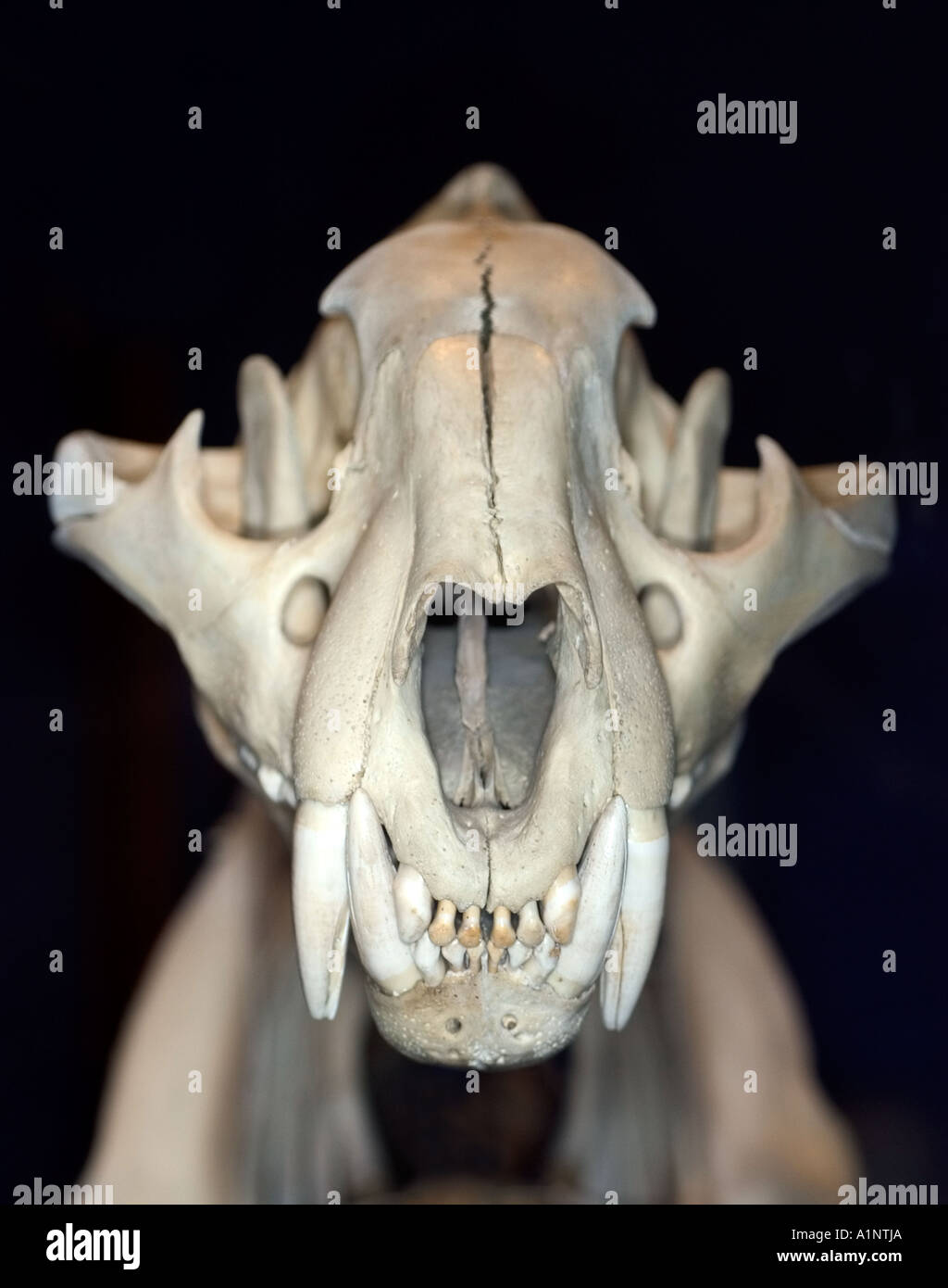 Cranio tiger Panthera tigris campione del museo Foto Stock