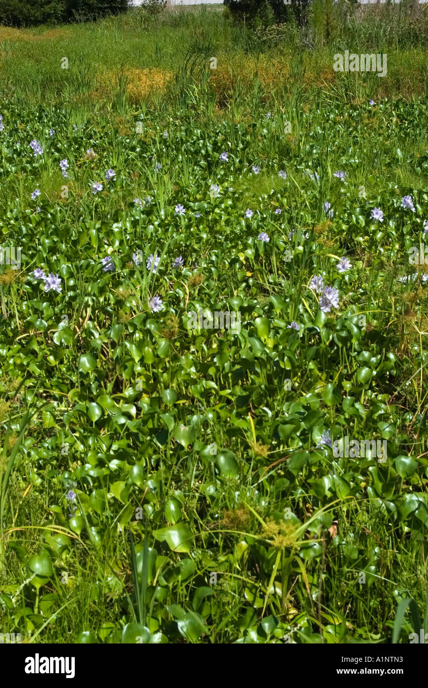 Giacinto di acqua di una specie invasive di laghetti e corsi d'acqua che cresce in un stagno in Carolina del Nord Foto Stock