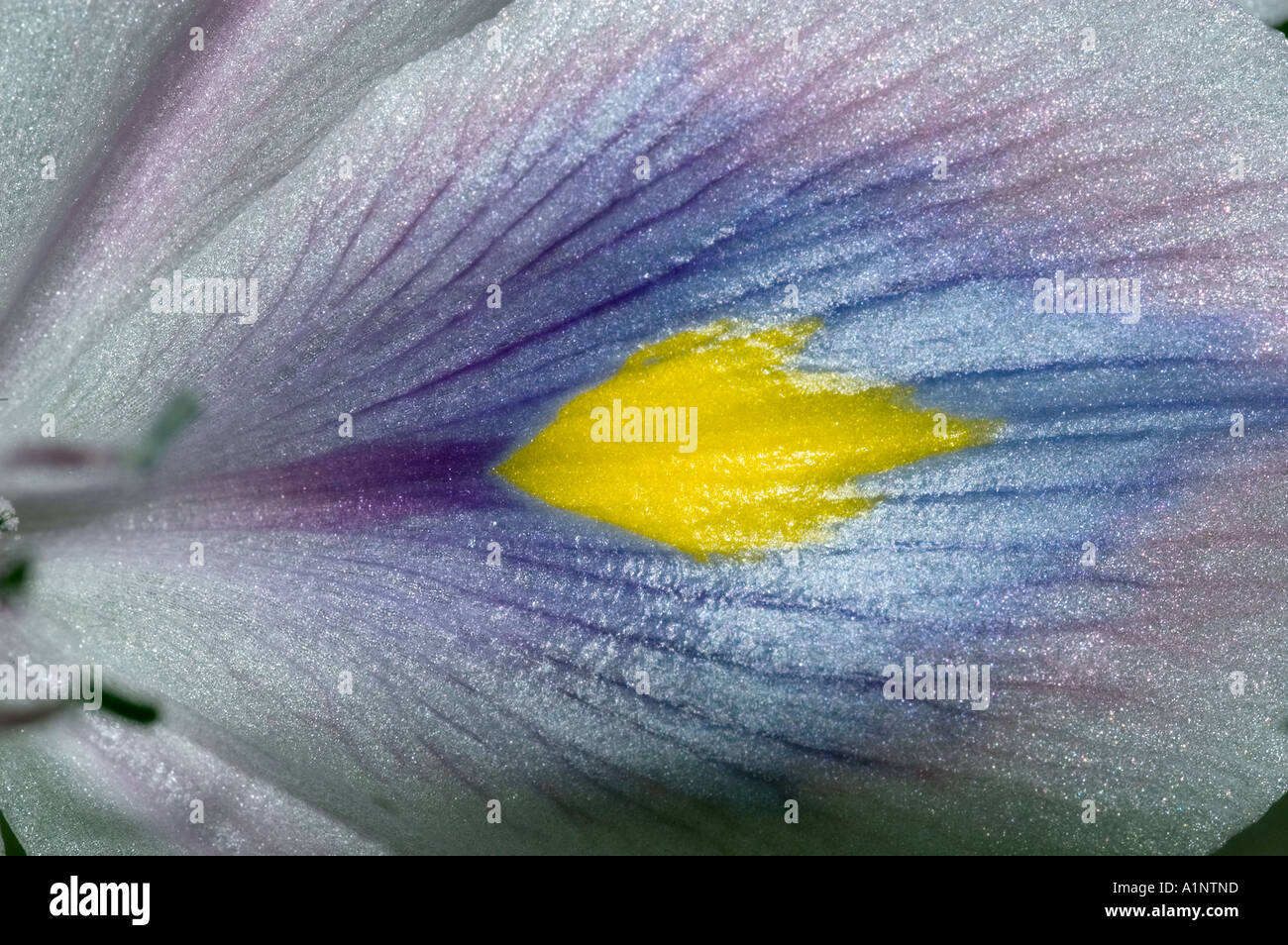 Petalo di un giacinto di acqua di una specie invasive di laghetti e corsi d'acqua Foto Stock