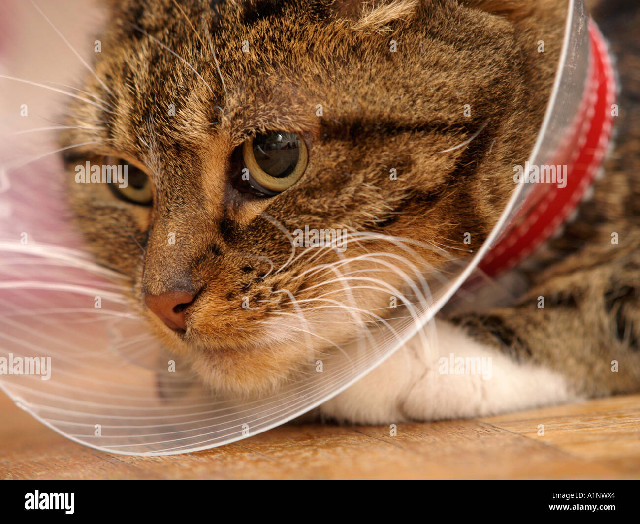 Arrabbiato piccolo gatto con il collare protettivo per evitare che gli animali possano danneggiare la sua propria pelle dalla rigatura eccessiva o leccare Foto Stock