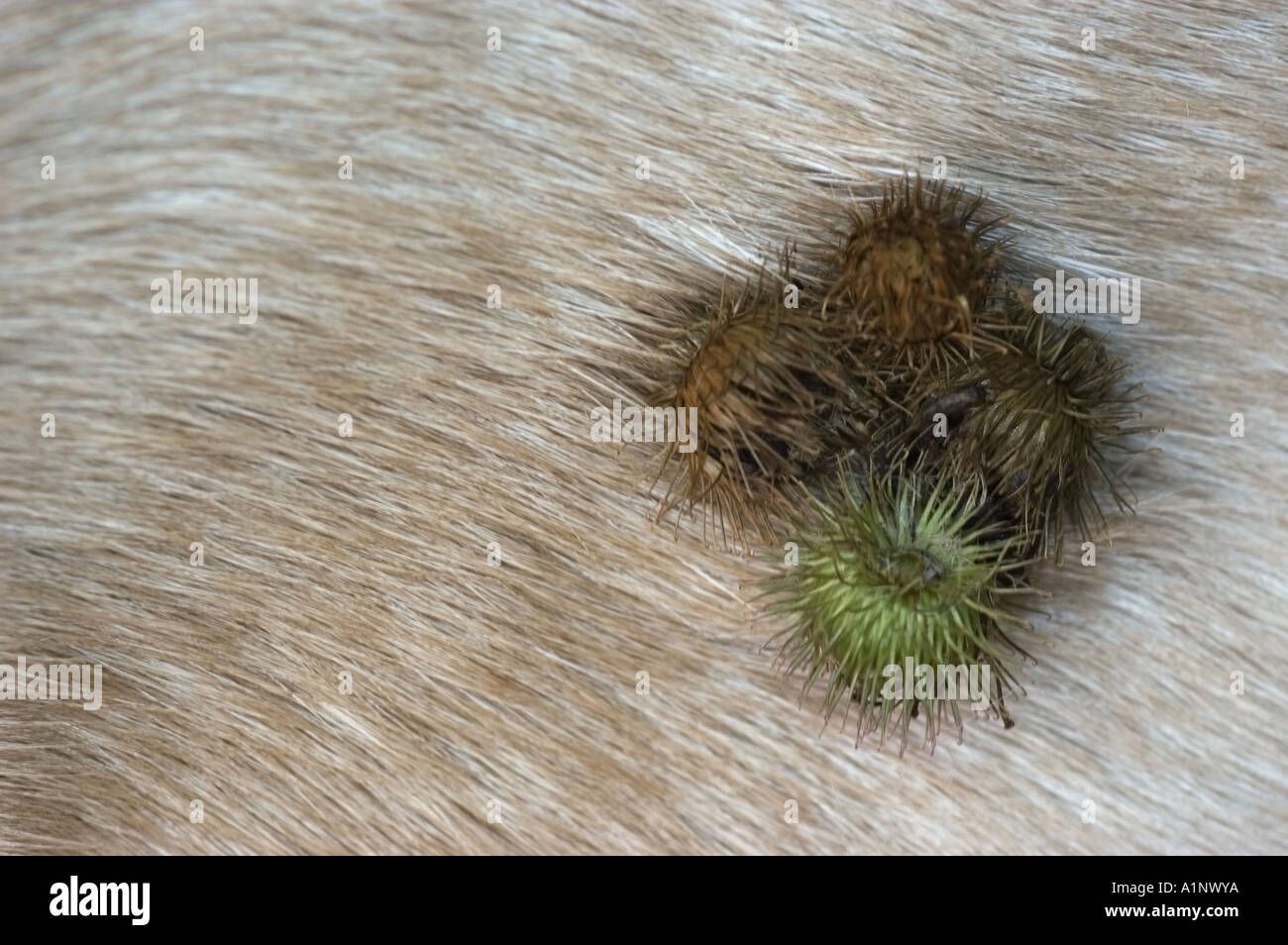 Bardana sbavature sul pelo di un giallo cucciolo di laboratorio Foto Stock