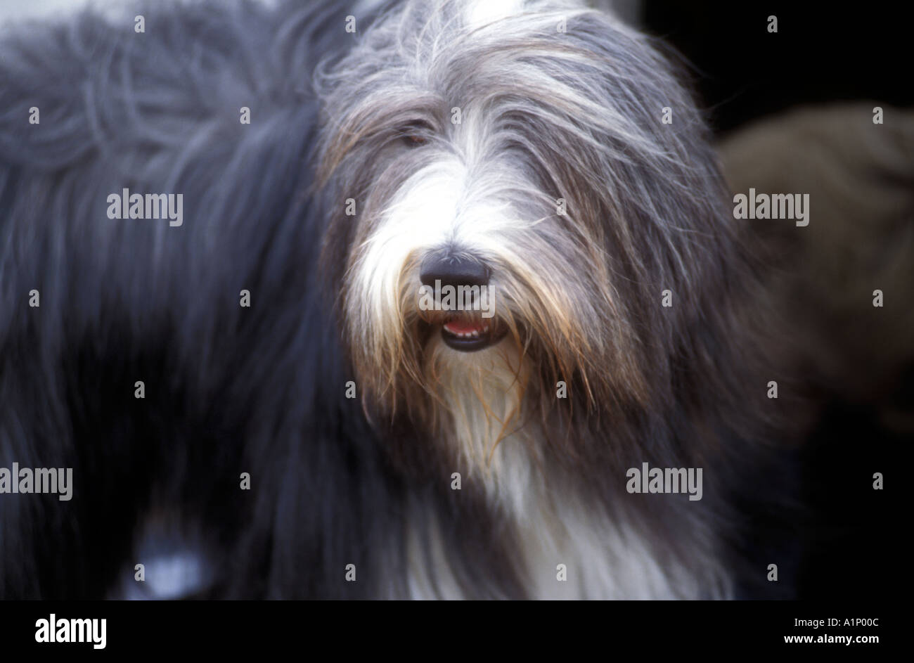 Old English Sheepdog a dog show Foto Stock