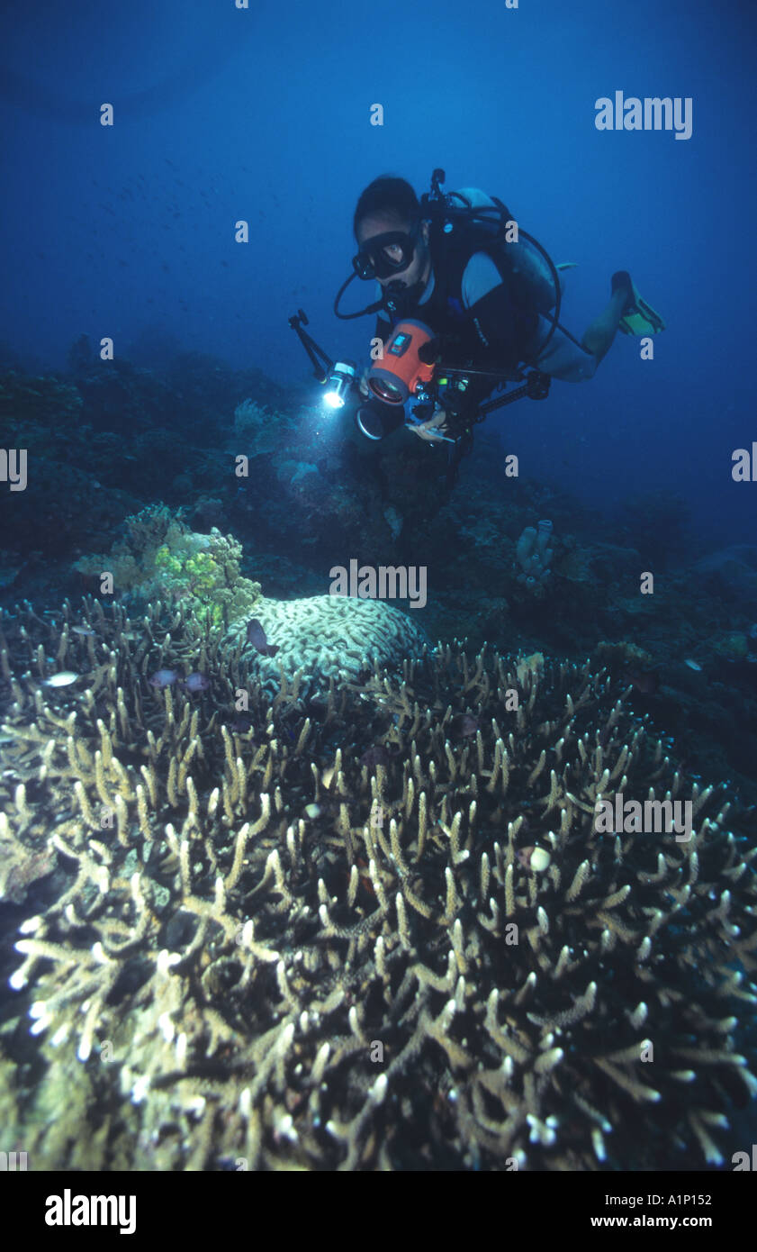 Amillson Baragus su acropora staghorn coral Ikon s Rock Pulau Lankayan mare di Sulu Sabah Borneo malese OWSI PADI 461730 Foto Stock
