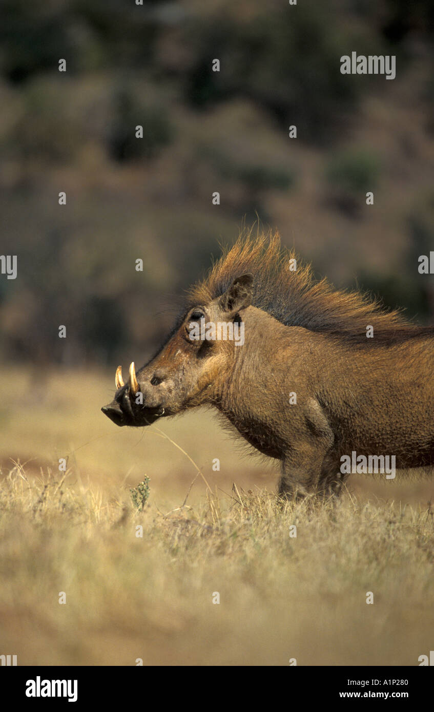 Warthog aggressivo Foto Stock