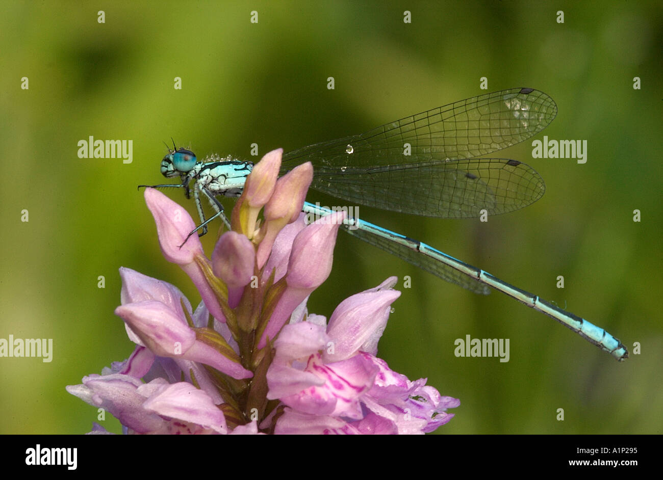 Comune Damselfly blu su orchidea selvaggia Foto Stock
