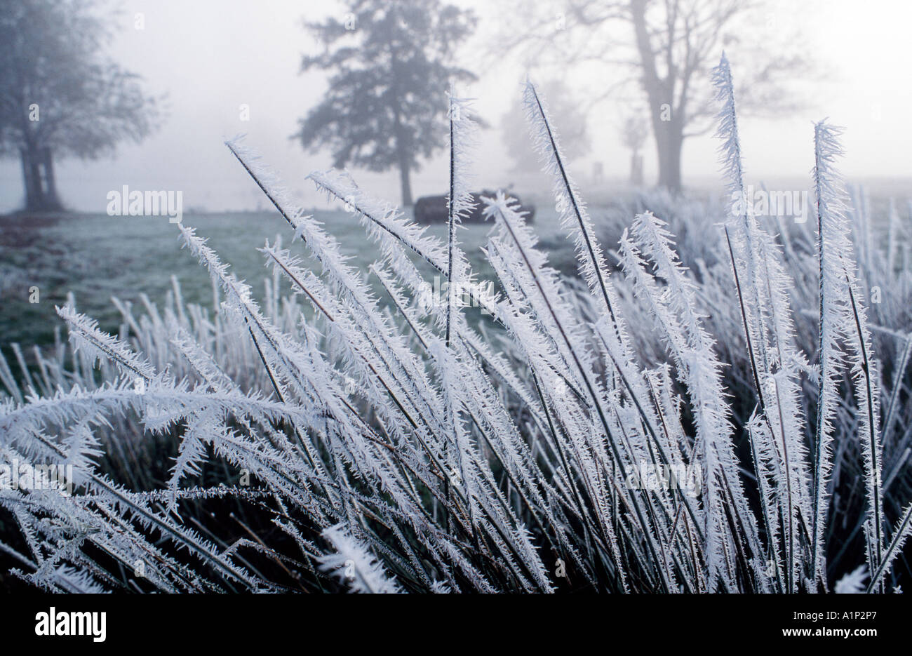 Gelo di inverno Foto Stock