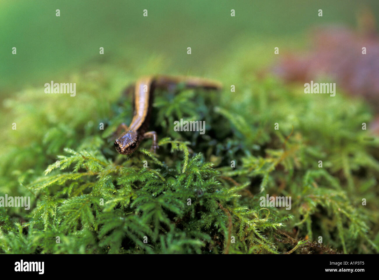 Western redback salamander Plethodon vehiculum su un letto di muschio nella foresta pluviale del Parco Nazionale di Olympic Washington Foto Stock