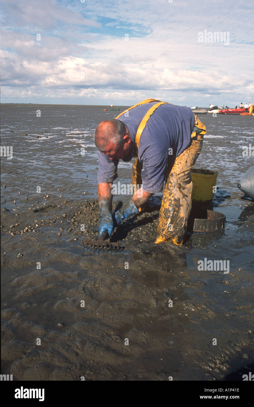 Il Cockle pescatore nella Dee Estuary Gwynedd 40203PA Foto Stock