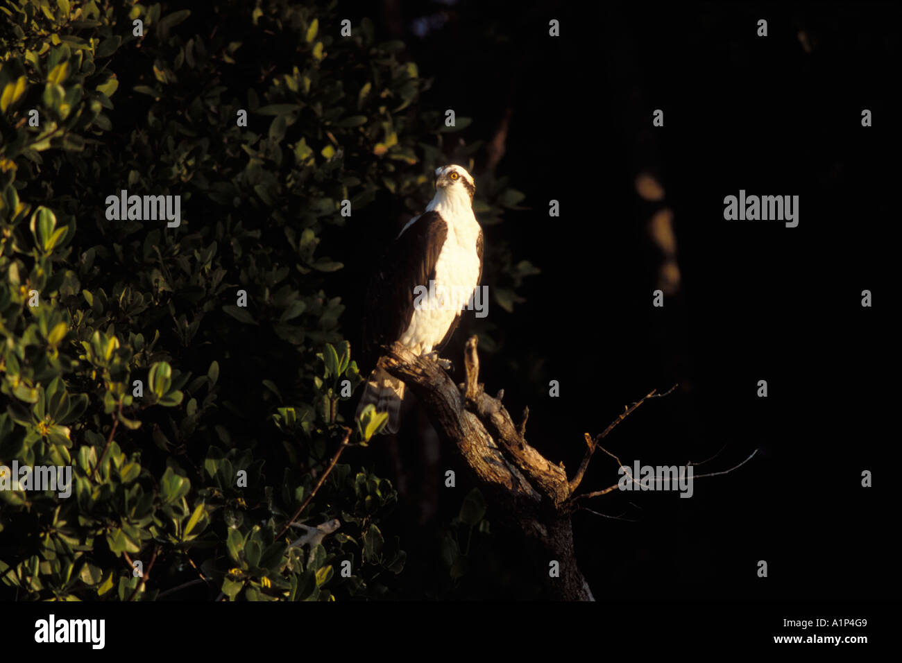 Falco pescatore Pandion haliaetus appollaiato in un albero di mangrovia in Everglades National Park Florida Foto Stock