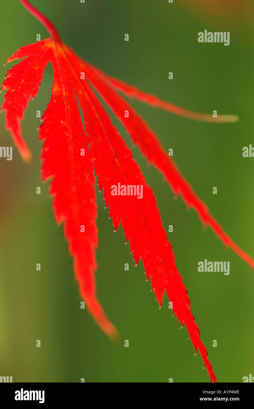 Acer palmatum back lit Foglie di autunno Foto Stock