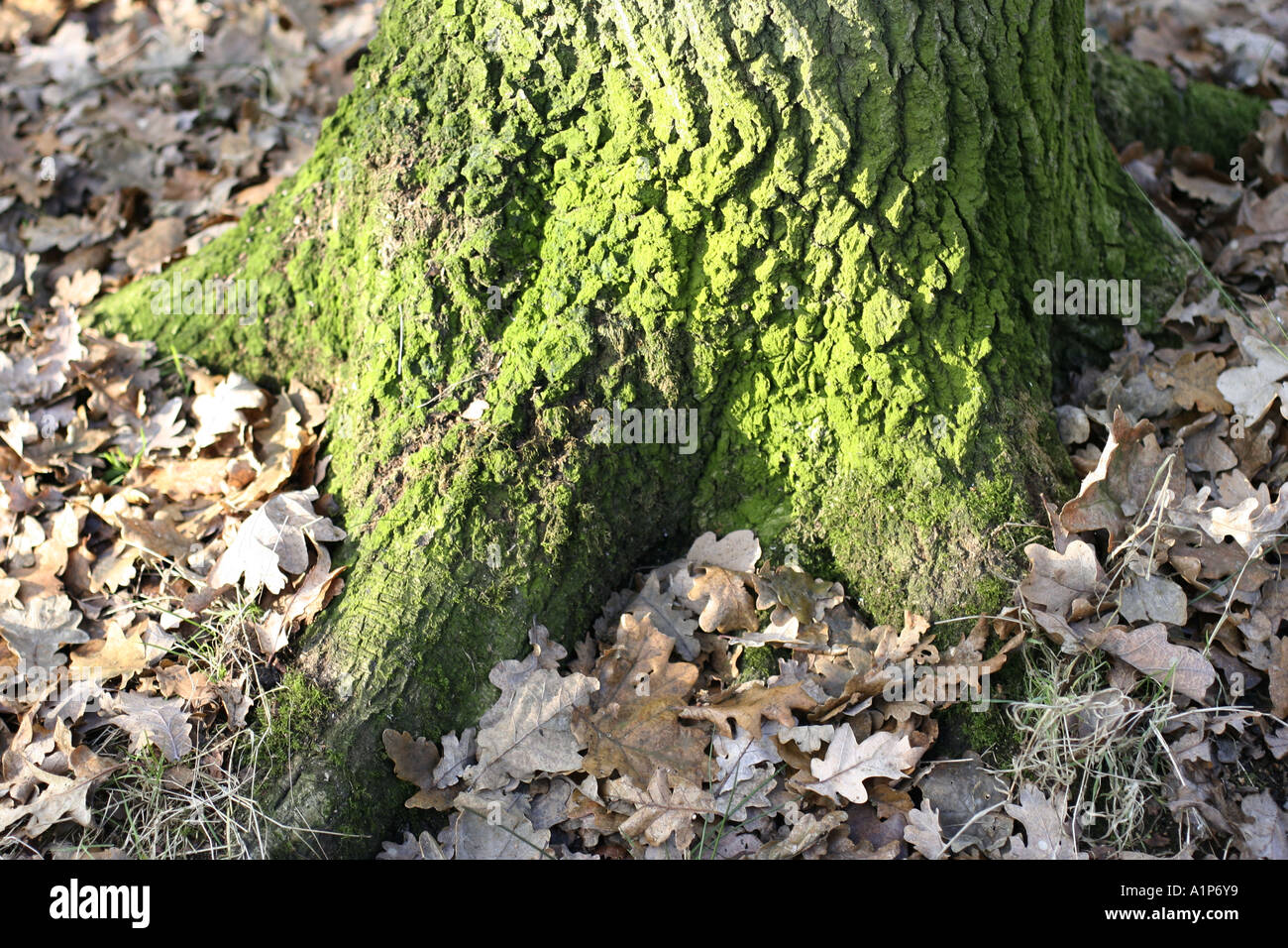 Base di una quercia Foto Stock