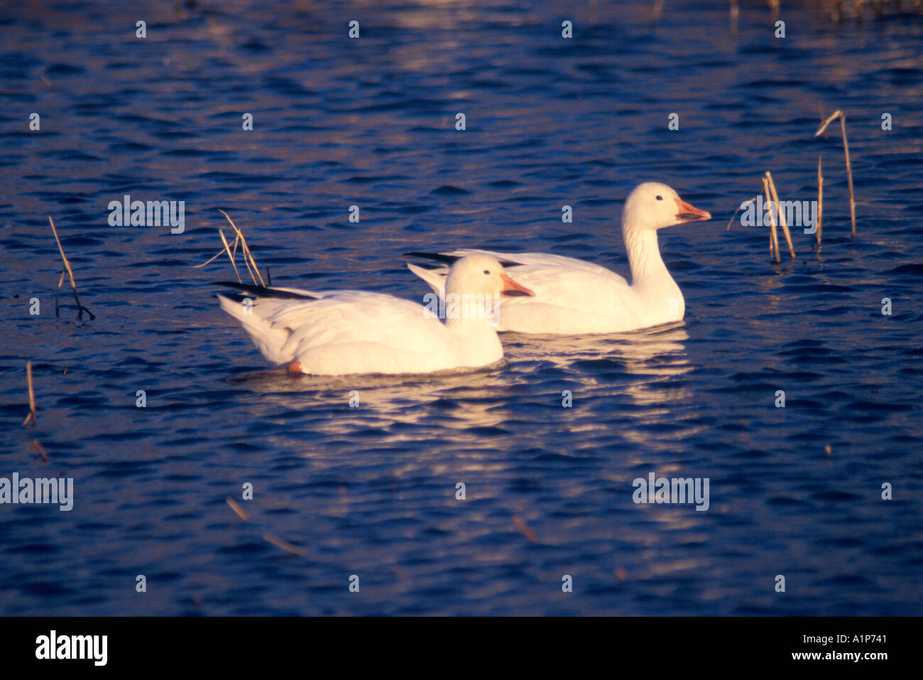 Le oche delle nevi (Chen caerulescens) Foto Stock