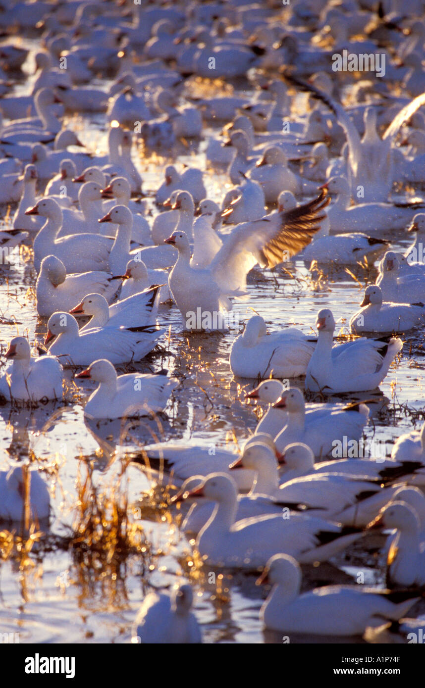 Le oche delle nevi (Chen caerulescens) Foto Stock