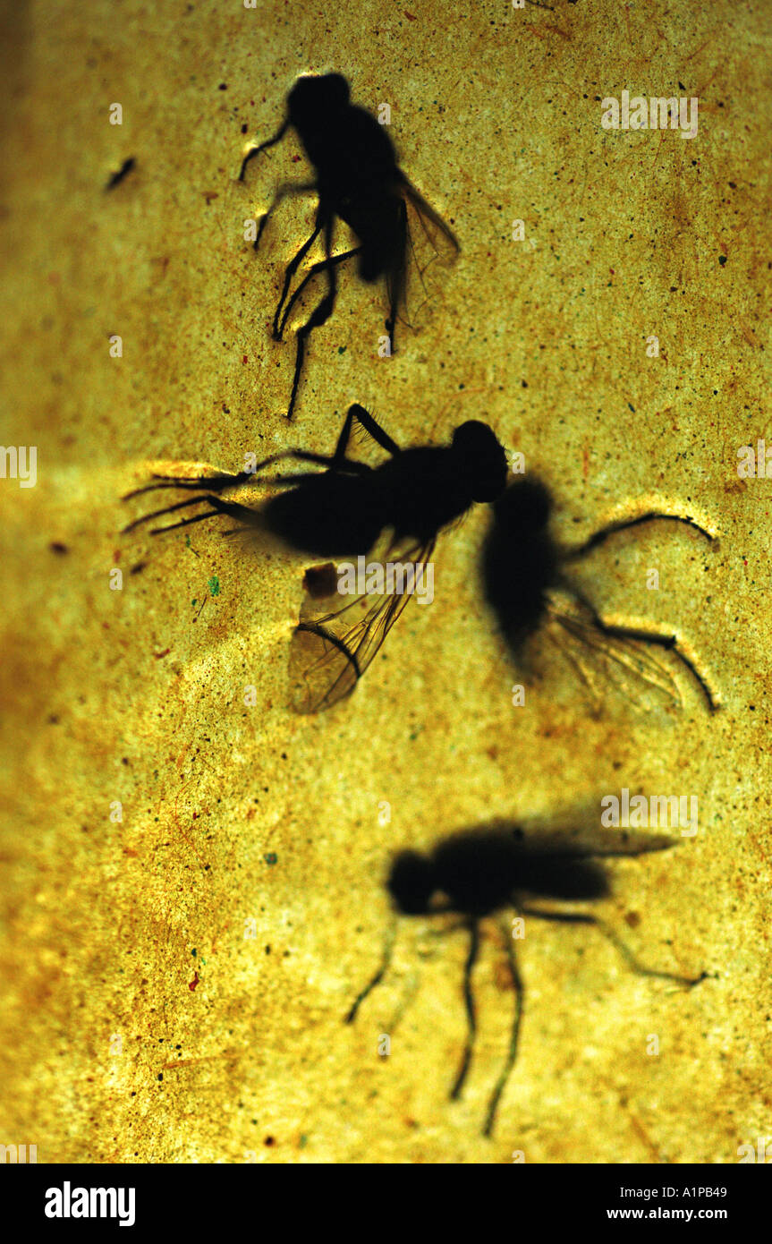 Close up di mosche morte attaccate a flypaper, 'volare carta" Foto Stock