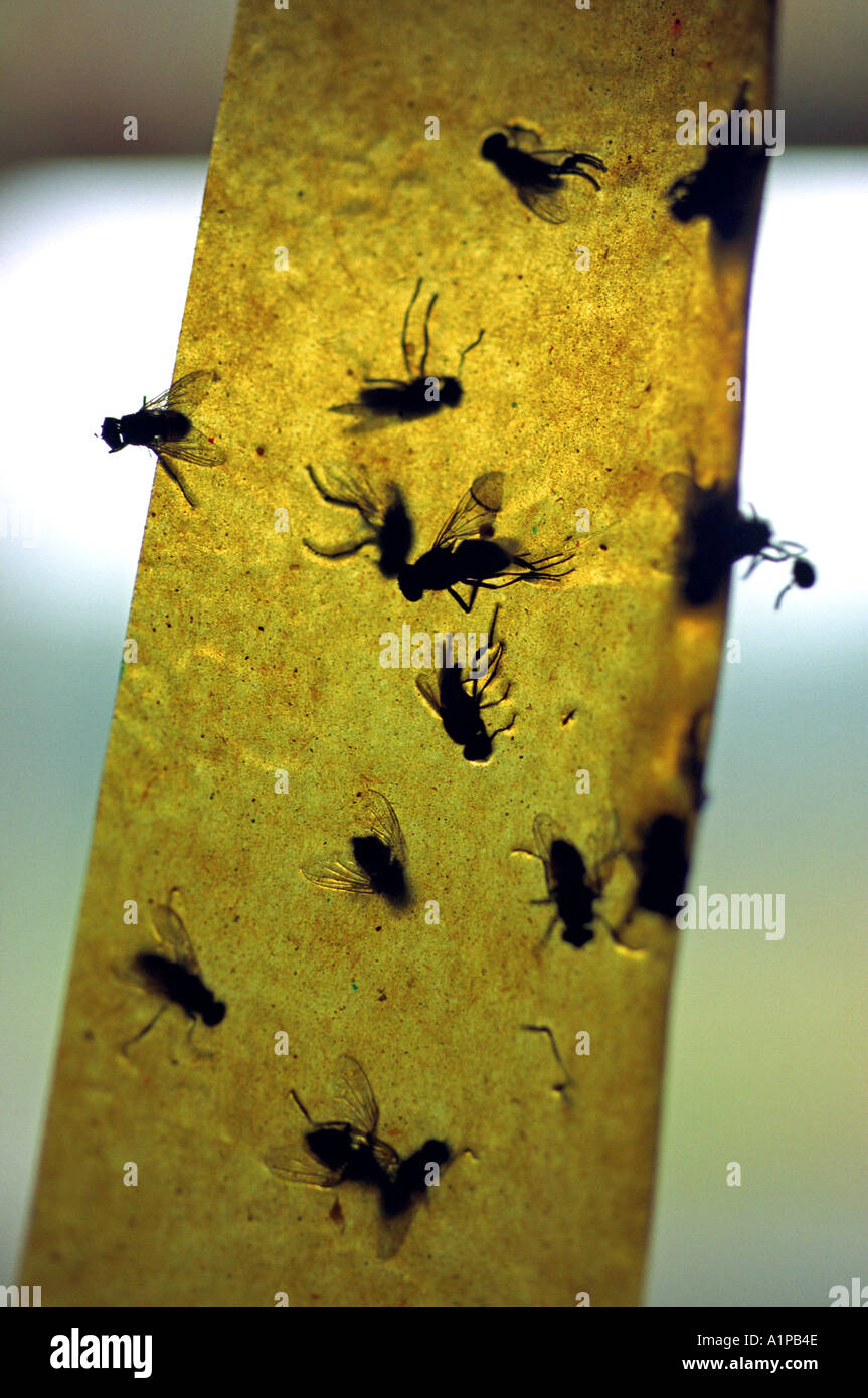 Close up di mosche morte attaccate a flypaper Foto Stock