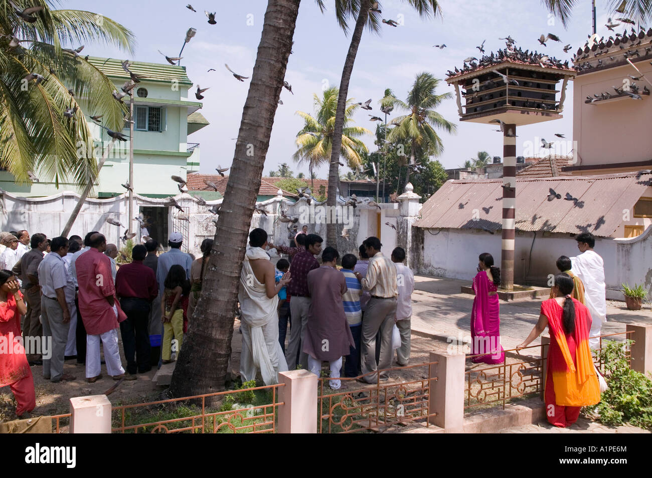 Piccioni si riuniscono per una alimentazione giornaliera presso il tempio Jain di Fort Cochin India Kerala Foto Stock