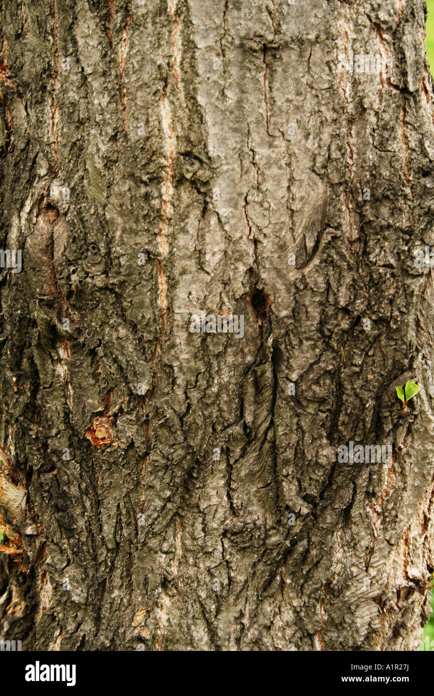 Primo piano di corteccia degli alberi con motivi intricati e dettagli naturali. Foto Stock