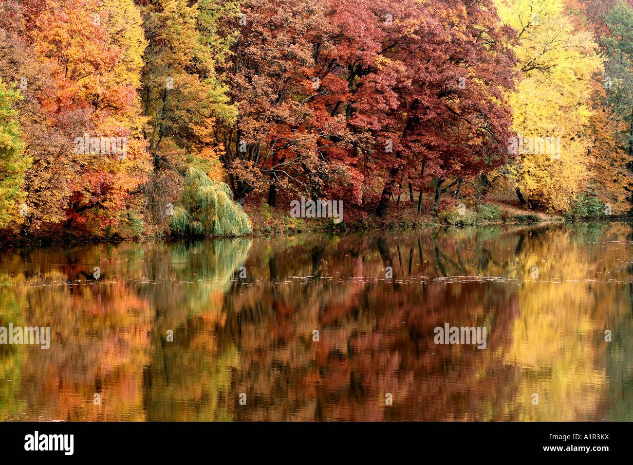 Riflesso autunnale della foresta in un lago calmo durante la stagione autunnale. Foto Stock