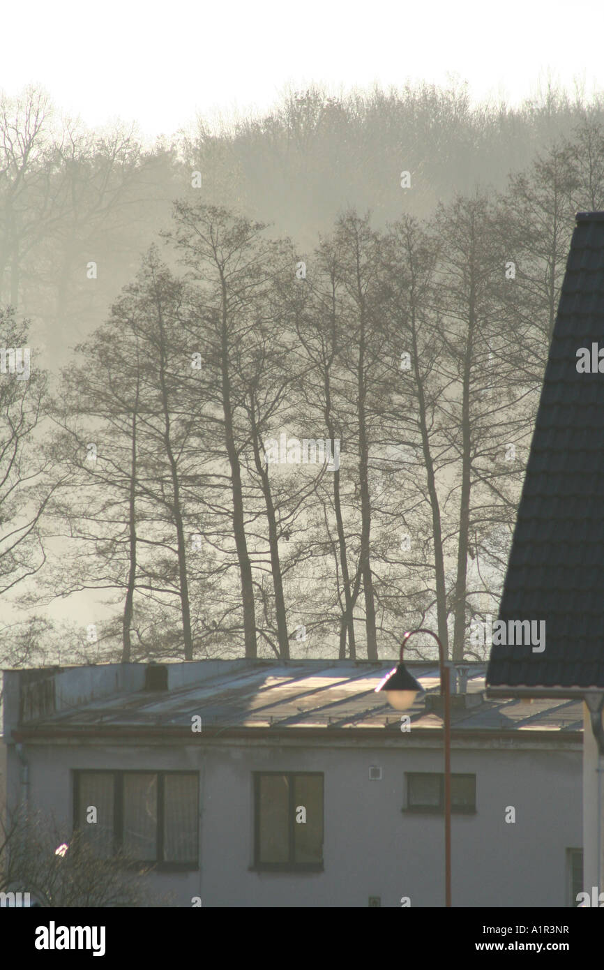 Vista mattutina nebbiosa degli alberi senza fronzoli dietro un edificio residenziale. Foto Stock