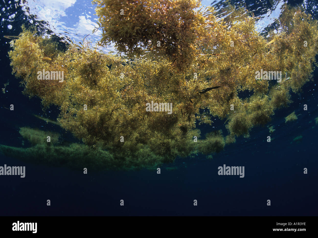 I tappeti di alghe Sargassum (Sargassum fluitans) raccogliere in corrente del Golfo della Florida offshore e rifugio di una varietà di animali. Foto Stock