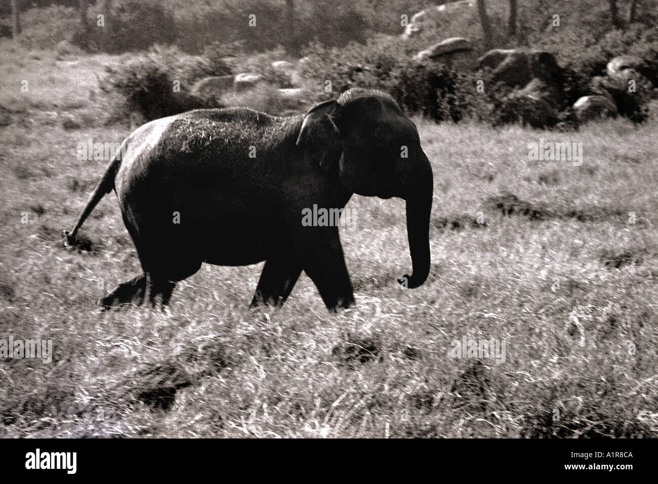 Unico Baby Elephant in esecuzione Hydrabad Zoo Andhra Pradesh in India Foto Stock