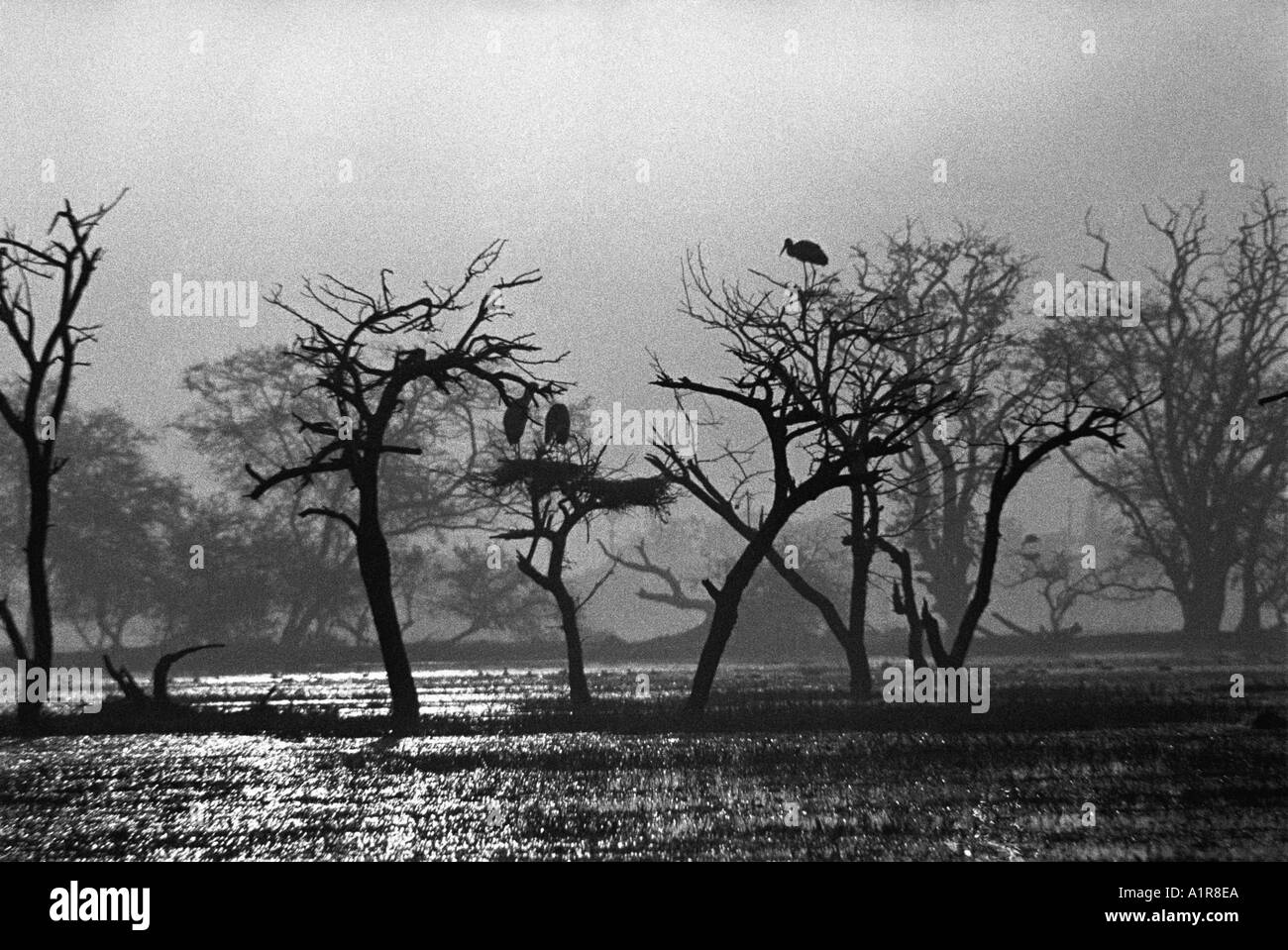 Uccelli che nidificano sugli alberi nella palude di Sunrise a Bharatpur Keoladev Bird Sanctuary Rajasthan in India Foto Stock